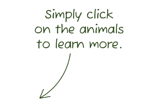 Simply click on an animal to learn more.