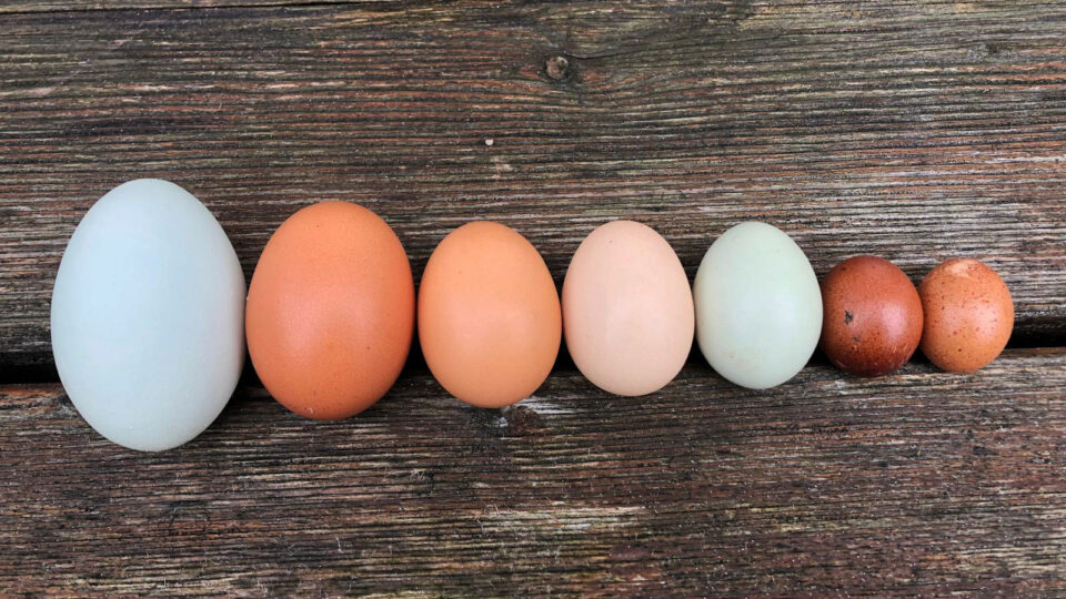 Eier