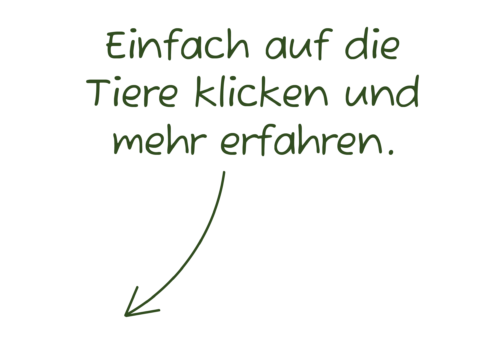 Einfach auf die Tiere klicken und mehr erfahren